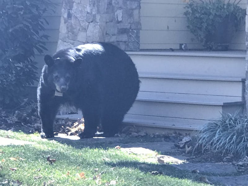 I have been living beside a bear den, no joke!